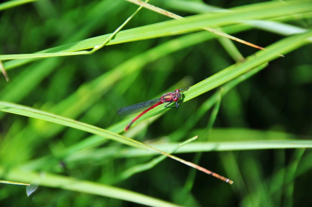 Domenica erpeto-entomologica